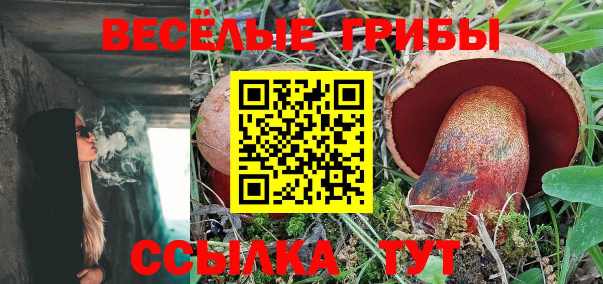 Галлюциногенные грибы Psilocybe Мичуринск